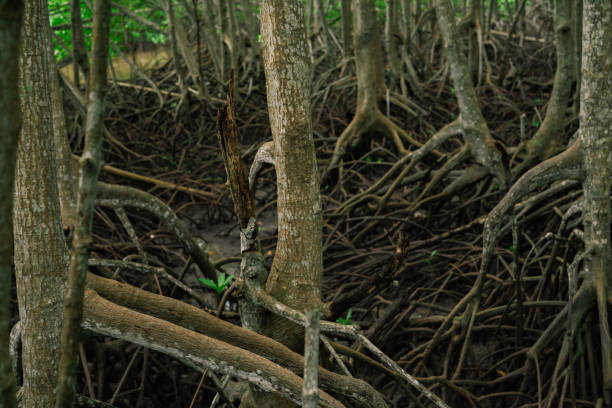 Close-up of mangrove root system in tropical wetland forest. Coastal ecosystem supporting biodiversity. Natural defense against erosion and climate change in tidal swamp environment. Carbon capture.