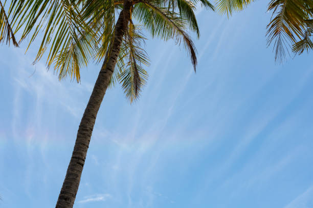 Palm trees on a tropical island in the Maldives