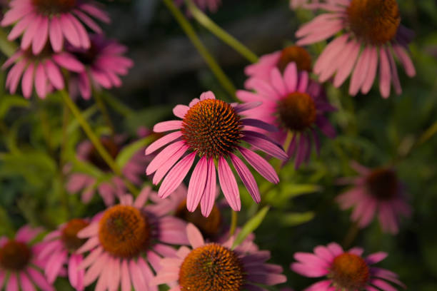 istock Many pink magenta coneflowers with dark background. 2172385419