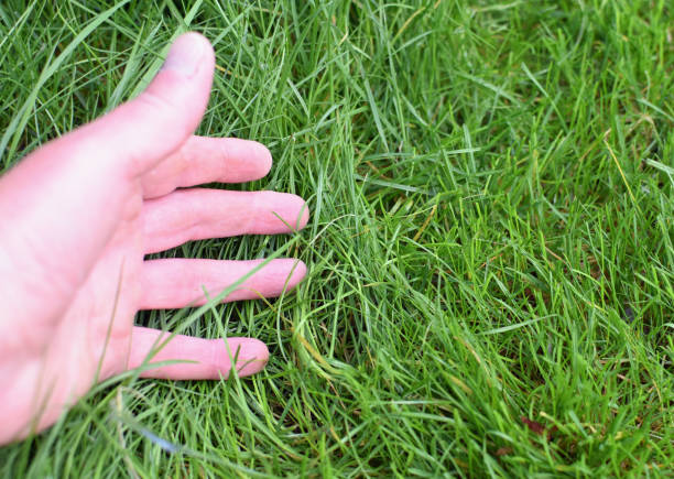 istock A lush green grass lawn framed by a human hand pointing to it. 2172387199