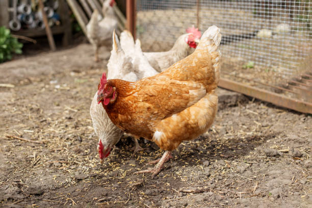 istock Farming. Brown and White Chickens Pecking in Farmyard. 2172389101