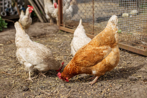 istock Farming. Chickens Pecking on Farmyard Ground Outdoors. 2172389106