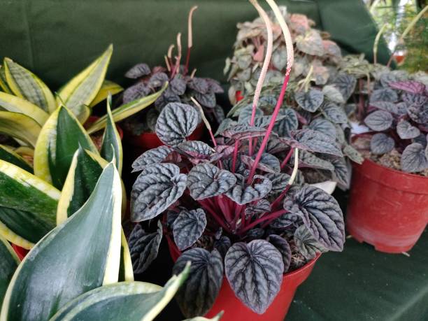 istock flower plant - Peperomia caperata 2172390833