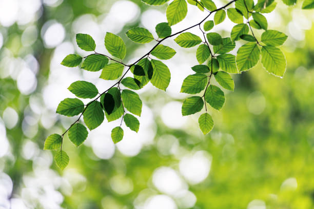 istock Closeup nature view of green beech leaf on spring twigs 2172391056