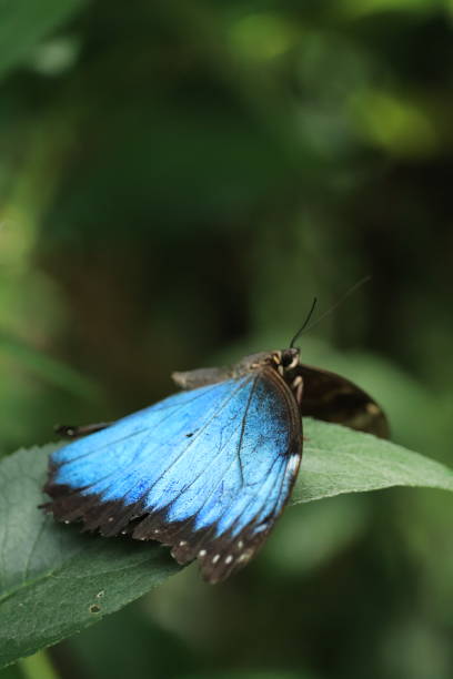 istock Macro photography of a blue morpho butterfly 2172391991