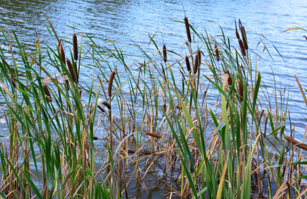 istock a body of water that has a few reeds in it 2172392437