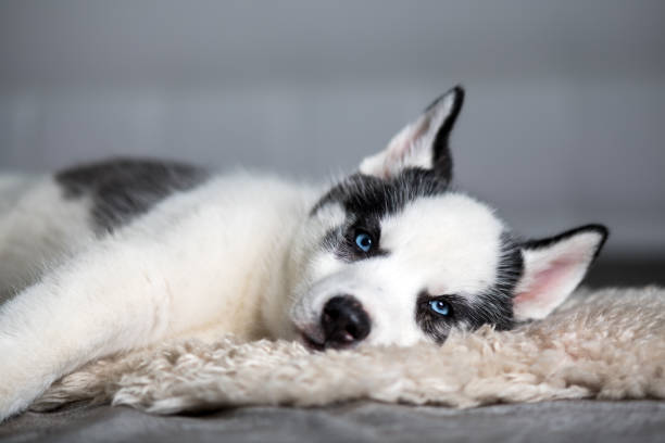 istock A small white dog puppy breed siberian husky 2172393825