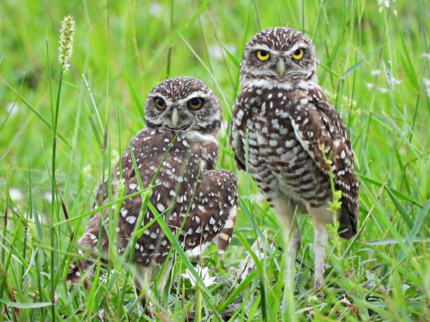 Burrowing Owls - looking at the camera