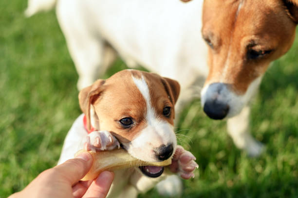 istock A small white dog puppy breed Jack Russel Terrier 2172395683