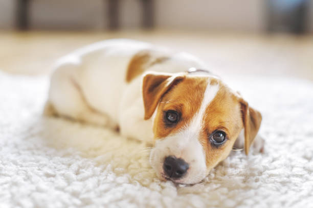 istock A small white dog puppy breed Jack Russel Terrier 2172395906