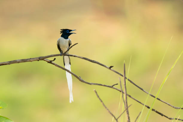istock Perched Indian Paradise fly catcher on the tree in its natural habitat 2172396712