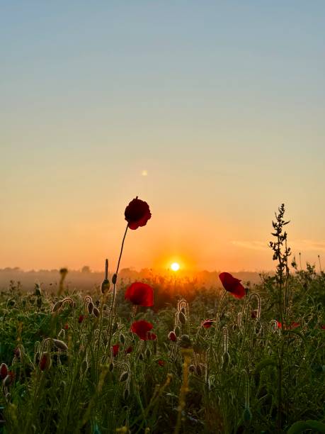 istock Sunrise in nature 2172398520