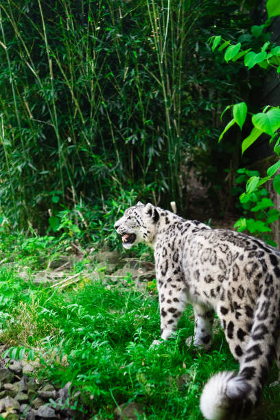 istock Wild Snow Leopard with White Fur in the Jungle 2172398904