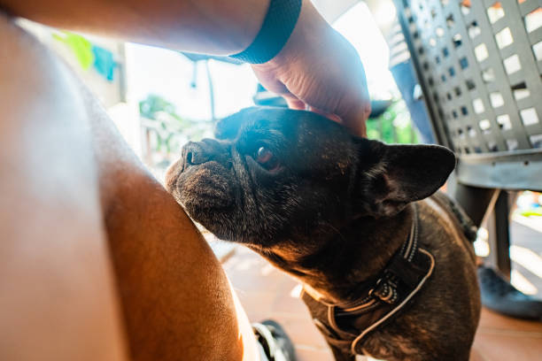 istock French Bulldog Enjoying Head Scratching in the Sunlight 2172399249