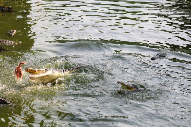 istock Close up salt crocodile is show action jump on river 2172399289