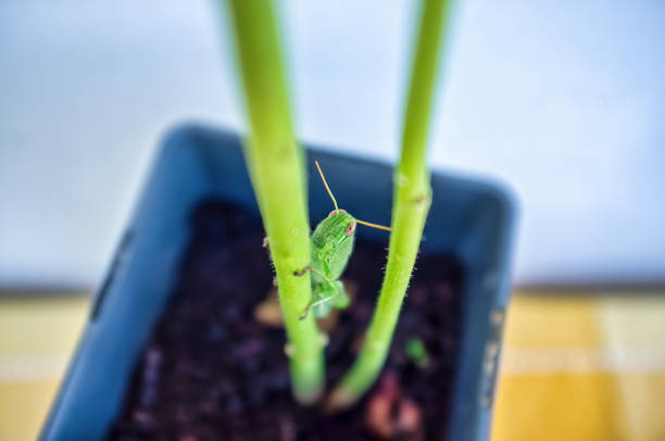 Green grasshopper climbing on a flower stem, satisfied after eating all the leaves