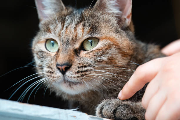 istock Petting a tabby cat close-up 2172400138