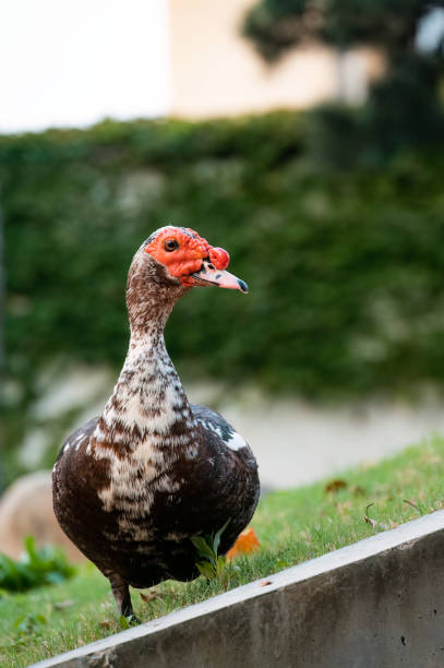 istock A Duck in the outdoors 2172400228