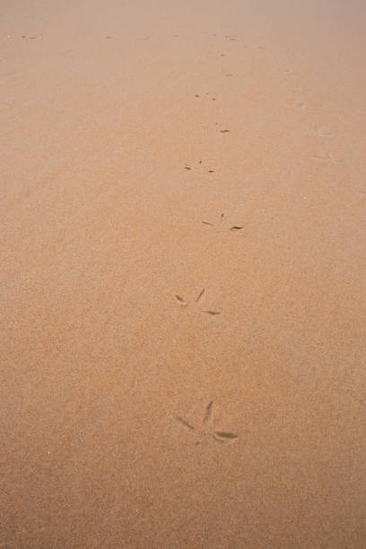 istock Sea Bird Footprints in Sand 2172400459