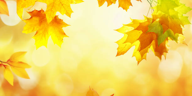 istock Beautiful background image for autumn themed design. 2172400532