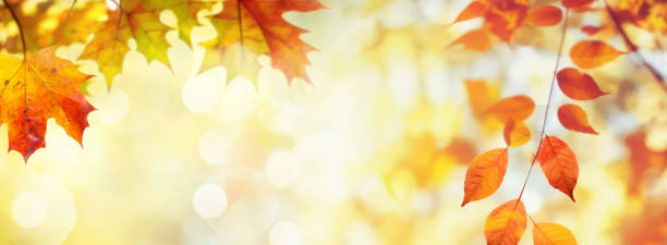 a bright, sunny, wide-format image on an autumn theme with space for text. - sonbahar stok fotoğraflar ve resimler