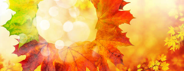 istock Beautiful, bright, wide-format image of a wreath from autumn leaves. 2172400669