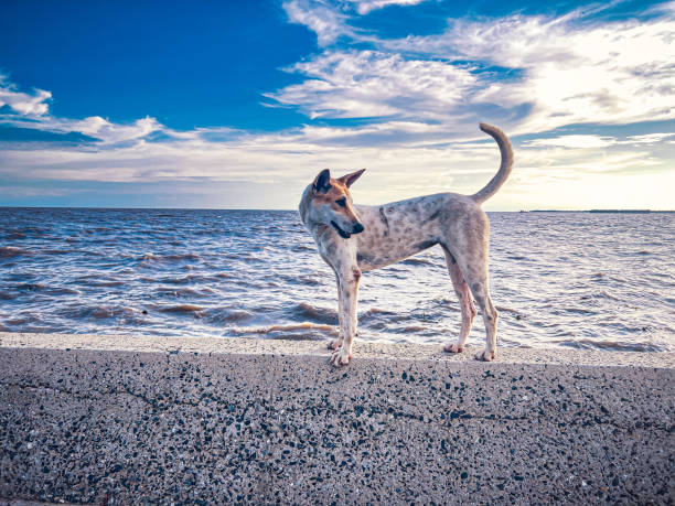 A stray dog stands with wide eyes on the black sea shore with a blue sky.