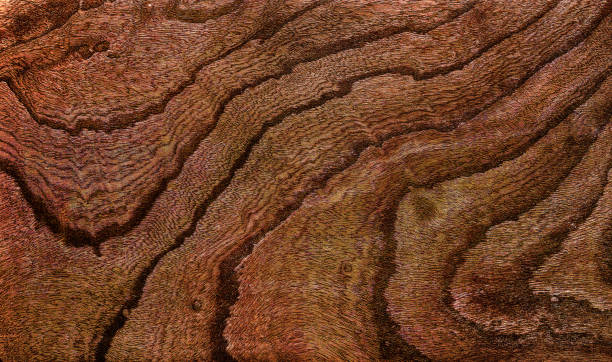 istock Beautiful wood grain. Wood background. Wood grain pattern texture background 2172404721