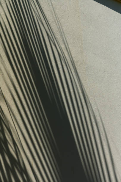 istock Abstract ultimate gray shadows from tropical palm or fern on white background. 1 2172405487