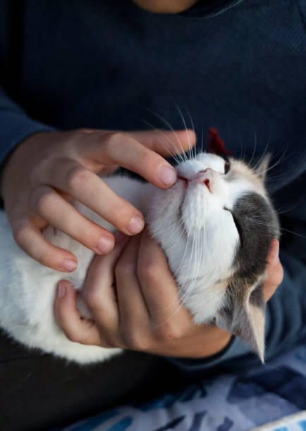 istock a boy seating , holds a white cat in his arms, summer 2172408324
