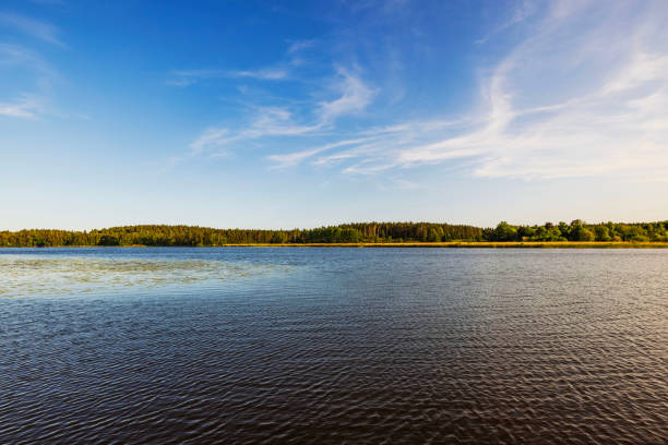 Large lake with lily pads on one side, forest on opposite shore and blue sky with white clouds reflecting on calm water. Sweden.