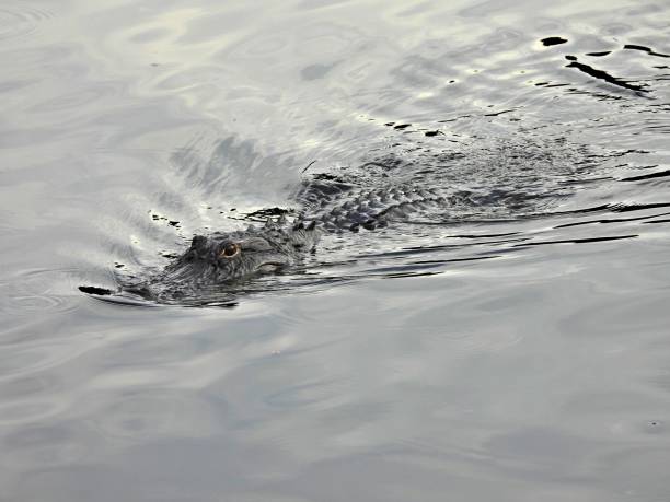 istock American Alligator (Alligator mississippiensis) - swimming in a lake 2172412872