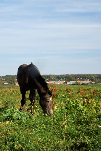 Horses grazing in a field on a sunny summer day