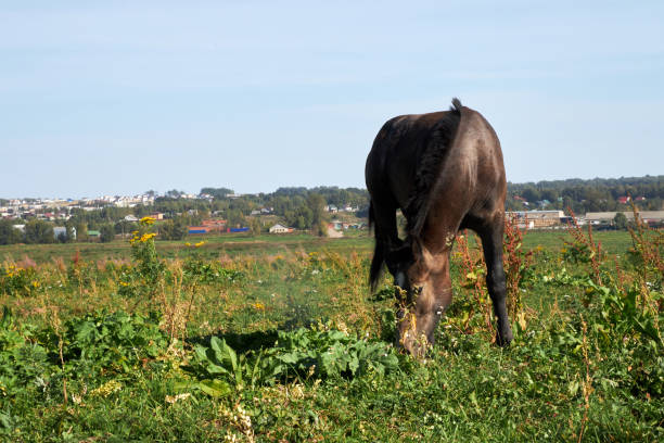 Horses grazing in a field on a sunny summer day