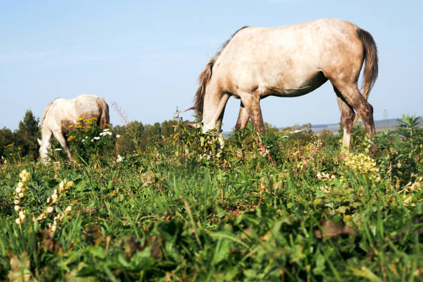 istock White horses grazing in a field on a sunny summer day 2172413105