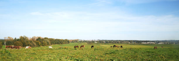 istock Horses grazing in a field on a sunny summer day 2172413125