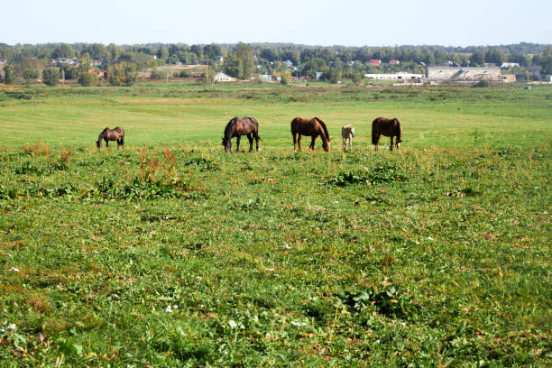 In a tranquil and beautiful grassy field, two horses are peacefully grazing, enjoying the lush greenery around them as they feed