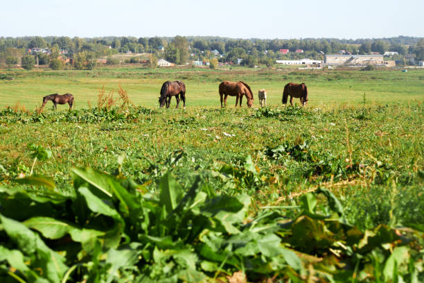 Grazing and running horses in a meadow surrounded by trees. Freedom for horses.