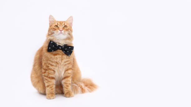 istock Ginger cat isolated on white. Smart cat sitting and  looking up 2172413192