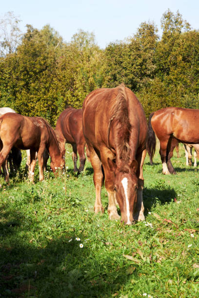 istock Horses grazing in a field on a sunny summer day 2172413193
