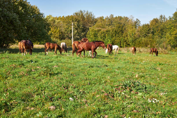 istock Horses grazing in a field on a sunny summer day 2172413260