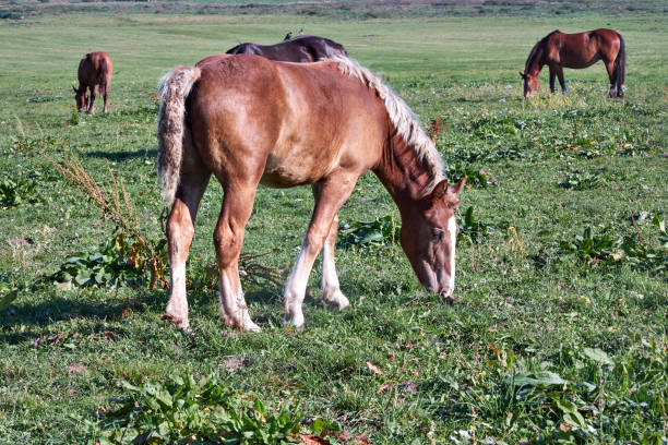 Horses grazing in a field on a sunny summer day