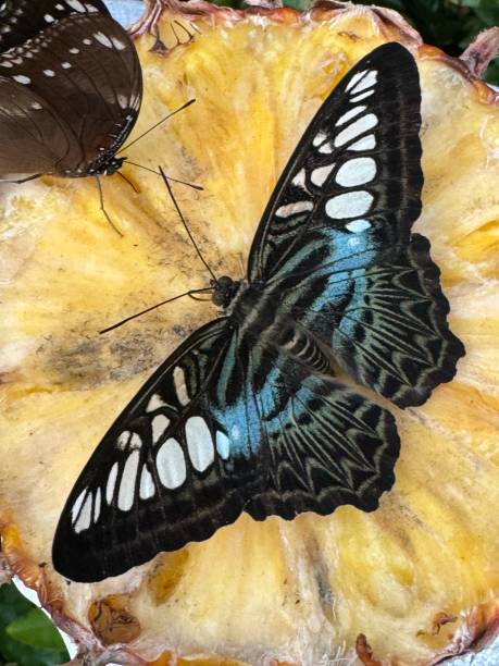 istock Malaysian Blue Clipper butterfly 2172414641