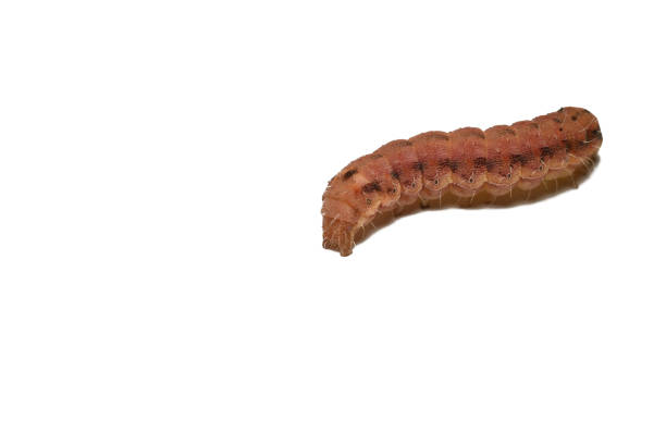 istock Brown butterfly caterpillar Noctua comes 2172416698