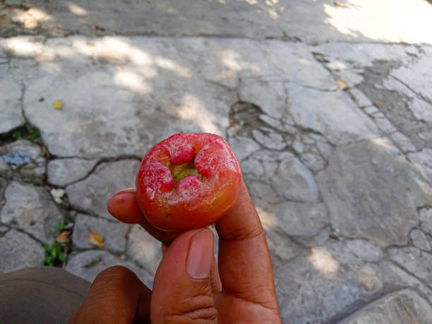istock man's hand holding a red guava fruit 2172418423