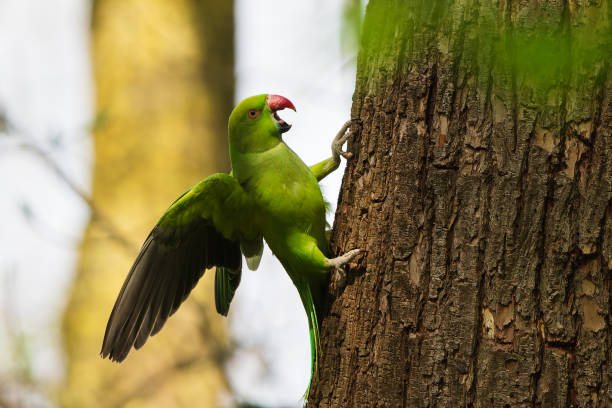 istock Ring-necked parakeet on a tree in the park. 2172421102