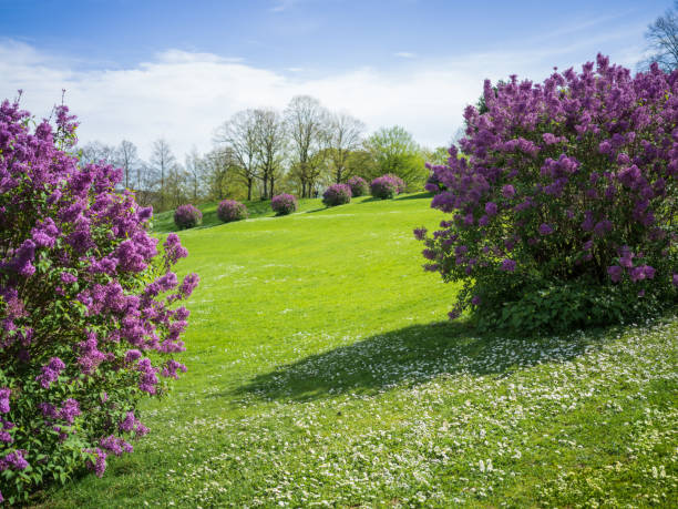 View between two lilac bushes onto a spring meadow in the park.