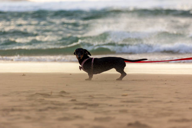 A Dachshund standing on a beach in a strong wind. A depiction of the small overcoming the large.