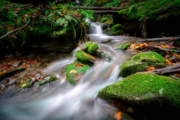 Free Stock Photo of Freshwater stream flowing through forest | Download ...