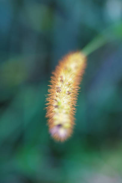 istock A CloseUp View of a Unique Plant Structure Featuring Delicate, Intricate Filaments 2172422714